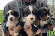 $600 : Lindos y adorables cachorros thumbnail