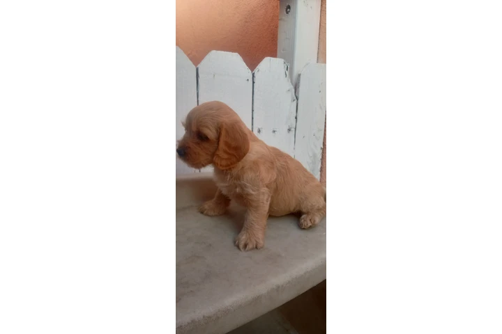 $250 : Cocker Spaniel Yorkie image 2