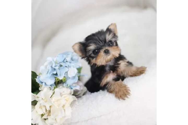 $350 : Micro Yorkie image 2