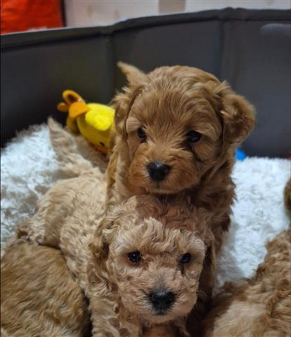 $650 : Exquisite Maltipoo Puppies image 1