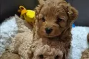 Exquisite Maltipoo Puppies en Los Angeles