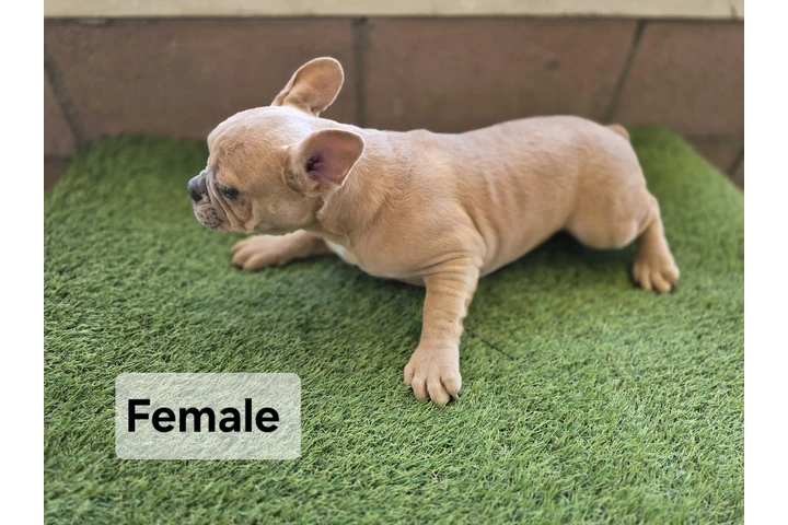 $2000 : French bulldogs fluffy carrier image 6