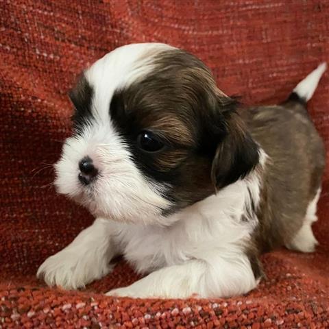 $350 : Shihtzu image 1