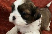 Shihtzu