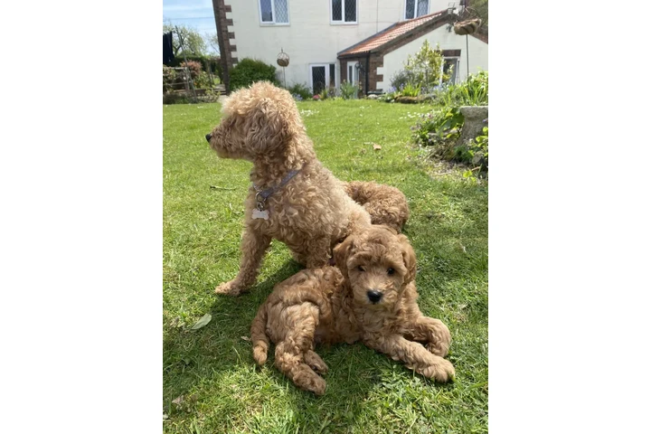 $450 : Real Poodle puppies for sale image 3
