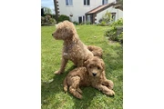 $450 : Real Poodle puppies for sale thumbnail