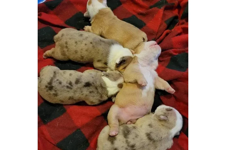 $350 : BULLDOG INGLÉS EN VENTA image 6