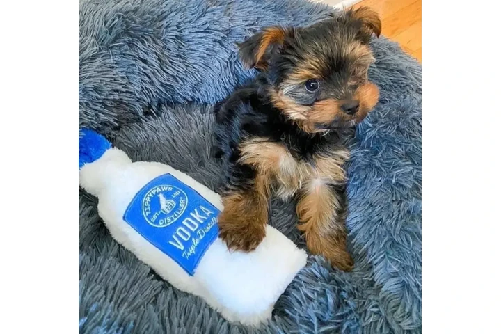 $350 : Cachorros yorkie taza de té image 3