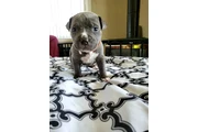 $350 : Cachorros de pitbull thumbnail