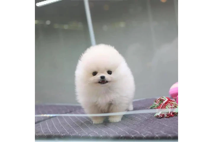 $350 : cachorros de Pomerania image 2