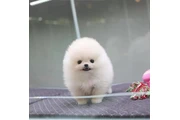 $350 : cachorros de Pomerania thumbnail