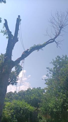 Medrano's tree service image 9