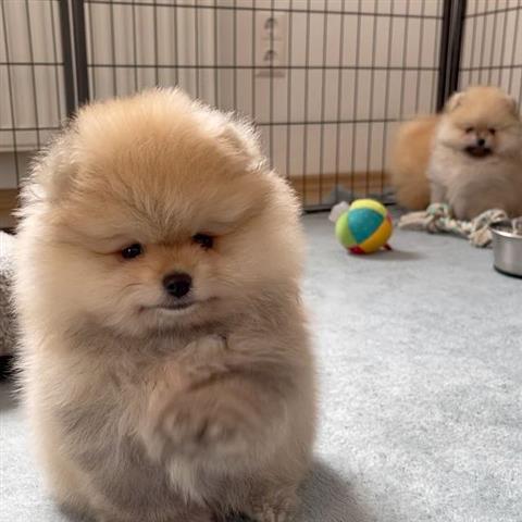 $800 : Pomeranian puppies image 3