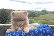$550 : chocolate Lovely Pomeranian thumbnail