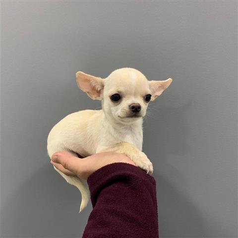 $250 : Chihuahua puppies for sale image 3