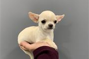 $250 : Chihuahua puppies for sale thumbnail