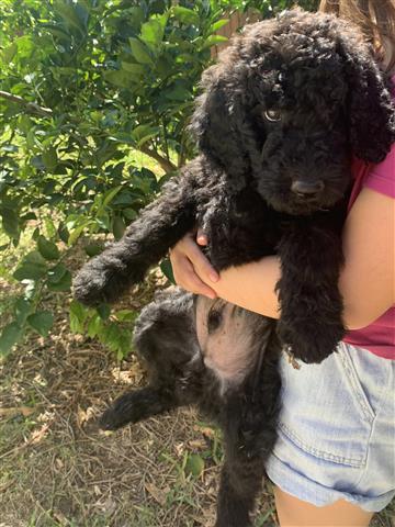 Standard Poodle image 3