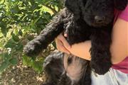 Standard Poodle thumbnail