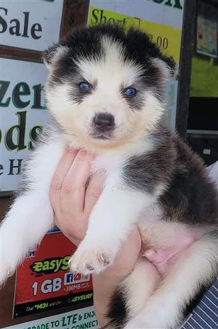 $500 : Siberian Husky Puppies image 5