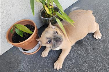 French bulldog en Los Angeles