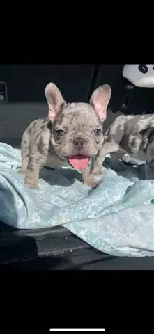 $400 : French bulldog puppies image 3