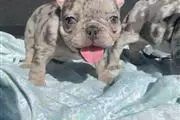 $400 : French bulldog puppies thumbnail