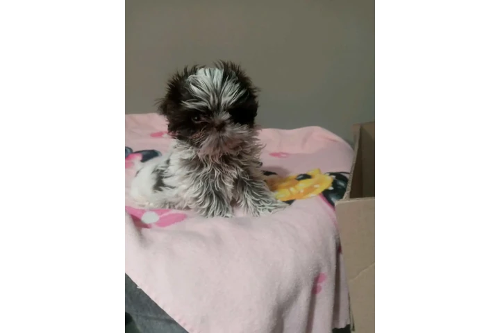 🐾 Hermosas PERRITAS en VENTA image 4