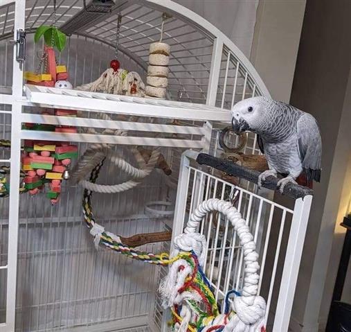 $330 : Best Africa Gray Parrots image 3