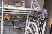 $330 : Best Africa Gray Parrots thumbnail