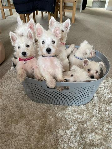 $550 : Highland White Terrier pups image 3