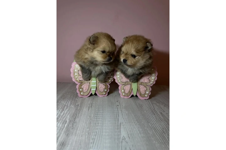 $1 : Cachorros Pomerania adorables image 1