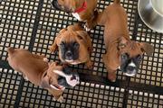 Precious Boxer Puppies en Madison