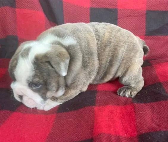 $500 : English bulldog pups for adopt image 3