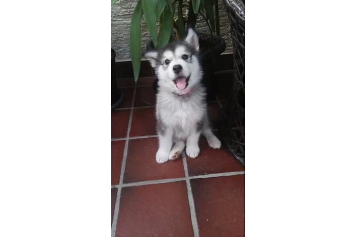 $210 : Siberian Manual Puppies image 1