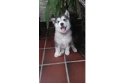 Siberian Manual Puppies en Miami