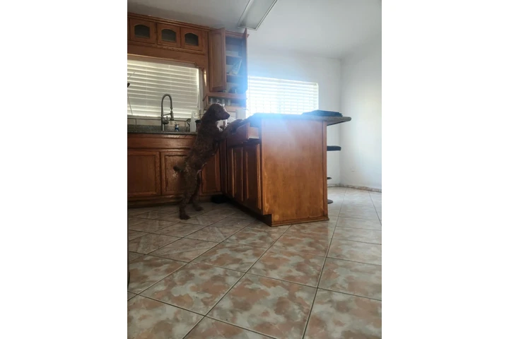 $1 : Labradoodles image 2