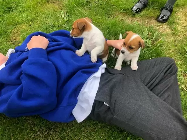 $500 : Jack russell terrier cachorro image 2