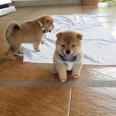 $405 : Japanese Shiba Inu puppies image 1