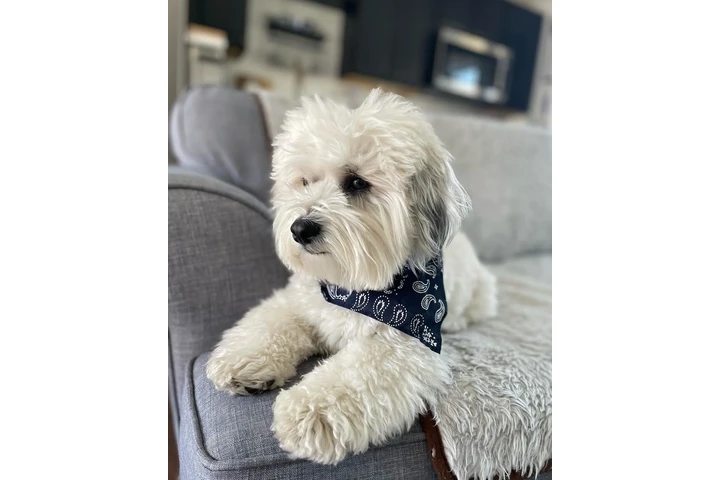 $520 : poodle poodle para reubic image 6