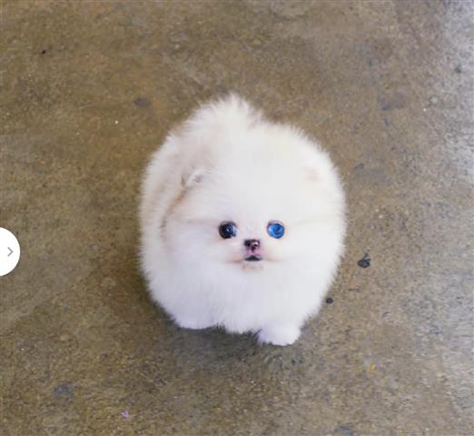$250 : Pomeranian puppies teacup image 1