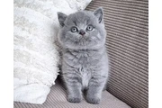 $270 : British shorthair Available thumbnail