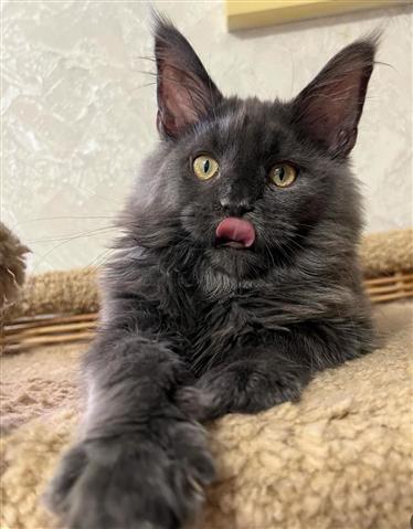 $500 : main coon coom Pura Raza image 1