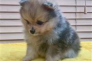 $550 : High quality POM puppies thumbnail