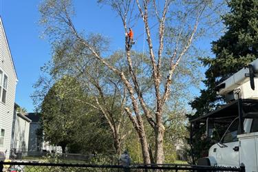 🌳Professional Tree Services🌳 en Indianapolis