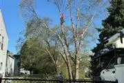 🌳Professional Tree Services🌳 en Indianapolis