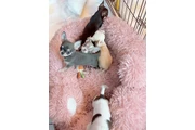 Cachorros Chihuahua en venta en Indianapolis
