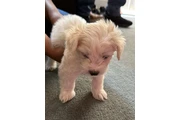 Maltipoo en Los Angeles