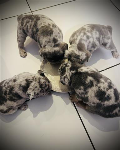 $550 : Cachorros de bulldog francés image 1