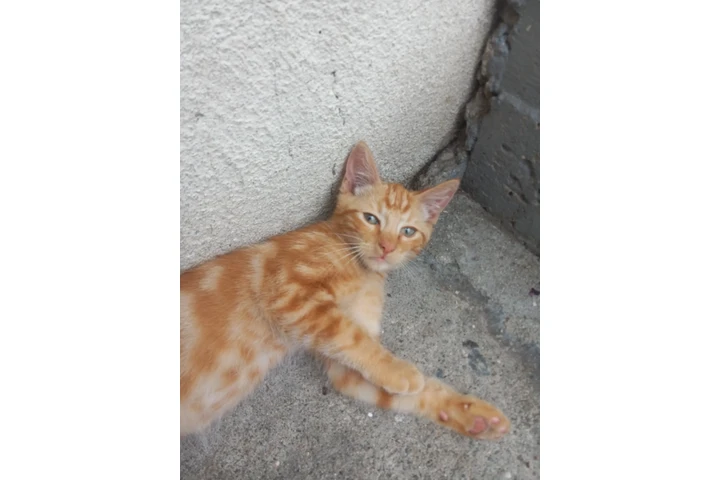 $50 : Mi amiguito el gato... image 3