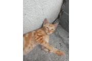 $50 : Mi amiguito el gato... thumbnail